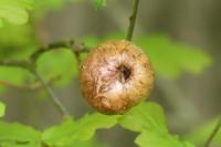 Biorhiza pallida