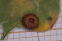 Neuroterus numismalis