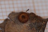 Neuroterus numismalis