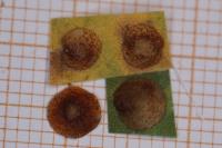 Neuroterus quercusbaccarum