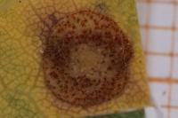 Neuroterus quercusbaccarum