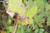 Nematus septentrionalis