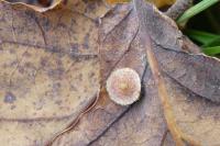 Neuroterus quercusbaccarum