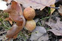 Cynips quercusfolii