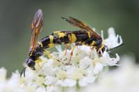 Zonuledo amoena