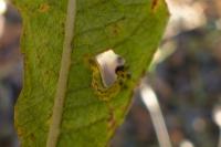 Nematus septentrionalis