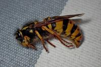 Vespula germanica