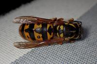 Vespula germanica