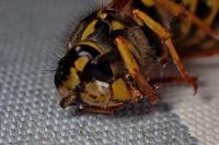 Vespula germanica