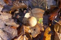 Cynips quercusfolii