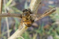 Apis mellifera