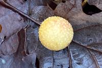Cynips quercusfolii