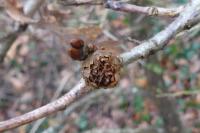 Andricus fecundatrix