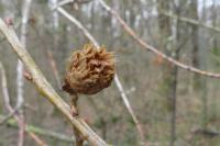 Andricus fecundatrix