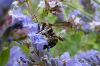 Anthidium septemspinosum
