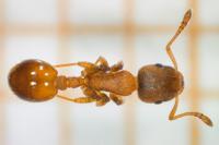 Temnothorax affinis