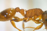 Temnothorax affinis
