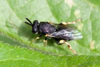 Brachymeria