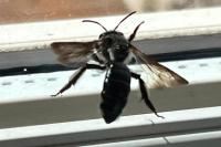 Andrena agilissima