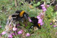 Bombus sp (terrestris/lucorum/cryptarum/magnus)