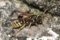Polistes dominula