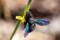 Xylocopa violacea