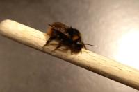 Bombus lapidarius