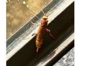 Urocerus augur