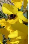 Bombus