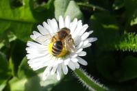 Andrena flavipes