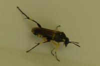 Macrophya montana