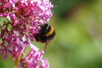 Bombus sp (terrestris/lucorum/cryptarum/magnus)