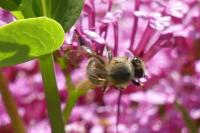 Andrena