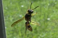 Ancistrocerus nigricornis