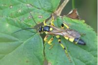 Ichneumon xanthorius
