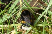 Bombus sp (terrestris/lucorum/cryptarum/magnus)