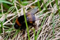 Bombus