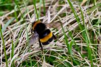 Bombus
