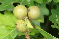 Andricus kollari