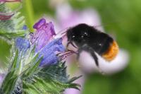 Bombus lapidarius