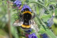 Bombus sp (terrestris/lucorum/cryptarum/magnus)