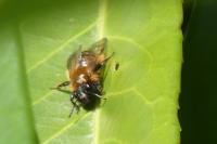 Andrena