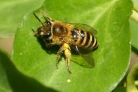 Colletes hederae