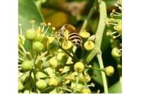 Colletes hederae