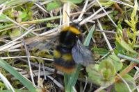 Bombus pratorum