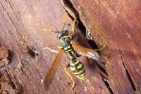 Polistes dominula