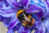 Bombus pratorum