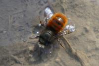 Osmia cornuta