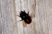 Osmia cornuta