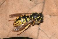 Vespula germanica